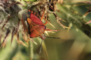 Carpocoris melanocerus © Marc Corail - Parc national des Ecrins