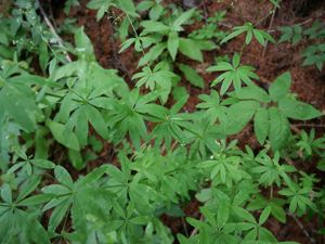 Gaillet aristé - Galium aristatum © Marie-Geneviève Nicolas - Parc national des Ecrins
