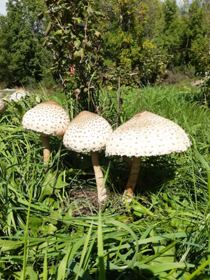 Macrolepiota procera © Xavier KIESER - Parc national des Écrins