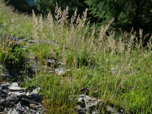 Koelérie pyramidale - Koeleria pyramidata © Marie-Geneviève Nicolas - Parc national des Ecrins