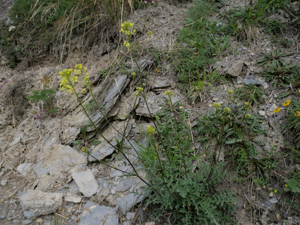 Fausse roquette à feuilles de cresson - Erucastrum nasturtiifolium © Marie-Geneviève Nicolas - Parc national des Ecrins