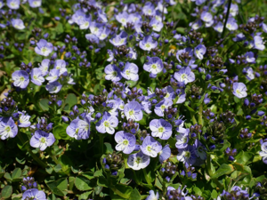 Véronique couchée - Veronica serpyllifolia subsp. humifusa © Marie-Geneviève Nicolas - Parc national des Ecrins