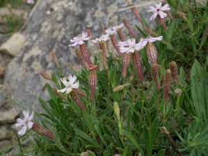 Silène du Valais -  Silene vallesia © Marie-Geneviève Nicolas - Parc national des Ecrins