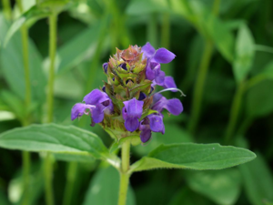 Brunelle commune - Prunella vulgaris © Marie-Geneviève Nicolas - Parc national des Ecrins