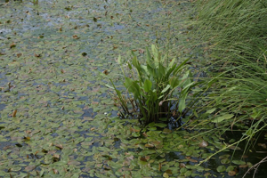 Grand plantain d'eau - Alisma plantago-aquatica © Dominique Vincent - Parc national des Ecrins