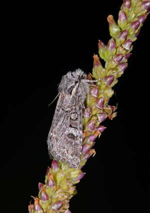 Noctuelle de l'Osier - Brachylomia viminalis © Jean Raillot - GRENHA