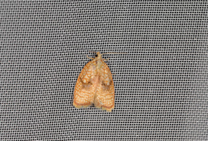 Acleris forsskaleana © Jean Raillot - GRENHA