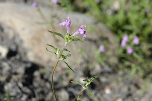 Galéopsis à feuilles étroites - Galeopsis angustifolia © Dominique Vincent - Parc national des Ecrins