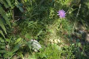 Knautie à feuilles de Cardère - Knautia dipsacifolia © Dominique Vincent - Parc national des Ecrins
