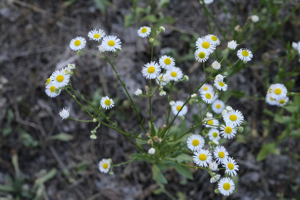 Erigeron annuus © Dominique Vincent - Parc national des Ecrins