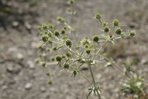 Chardon Roland  - Eryngium campestre © Dominique Vincent - Parc national des Ecrins