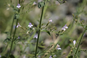Calament glanduleux  - Clinopodium nepeta © Dominique Vincent - Parc national des Ecrins