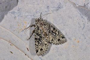 Noctuelle rhomboïde (La) - Xestia stigmatica © Jean Raillot - GRENHA