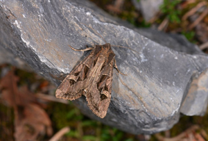 Noctuelle allumée (La)  - Trigonophora jodea © Jean Raillot - GRENHA