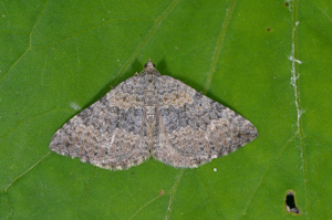 Ortholite gémellée (L') - Scotopteryx octodurensis © Jean Raillot - GRENHA