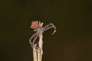 Thomise tronqué - Pistius truncatus © Jean Raillot - GRENHA