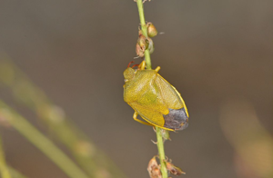 Piezodorus lituratus © Jean Raillot - GRENHA