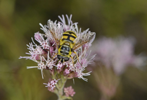 Myathropa florea © Jean Raillot - GRENHA