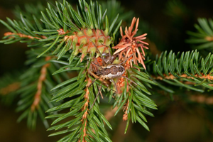 Mitopus morio © Jean Raillot - GRENHA