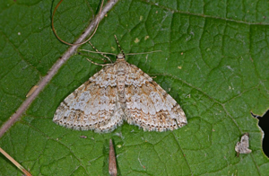 Eubolie âpre (L') - Mesotype didymata © Jean Raillot - GRENHA