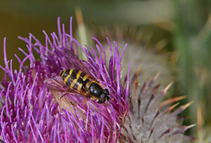 Megasyrphus erraticus © Jean Raillot - GRENHA