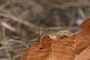 Mantispa styriaca © Jean Raillot - GRENHA