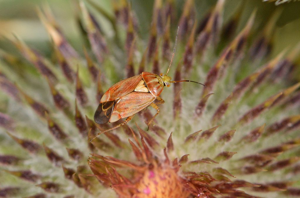 Lygus pratensis © Jean Raillot - GRENHA