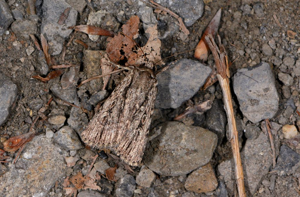 Agrotide de la Vipérine (L') - Dichagyris signifera © Jean Raillot - GRENHA