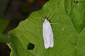 Crible (Le) - Coscinia cribraria © Jean Raillot - GRENHA