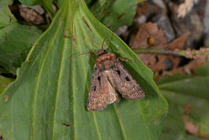 Chersotide du Mélilot (La) - Chersotis rectangula © Jean Raillot - GRENHA
