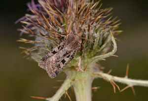 Chersotide de la Mollugine (La) - Chersotis multangula © Jean Raillot - GRENHA