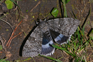 Lichénée bleue (La) - Catocala fraxini © Jean Raillot - GRENHA