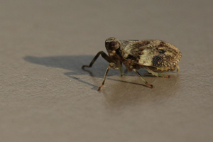 Isside commun - Issus coleoptratus © Marc Corail - Parc national des Ecrins