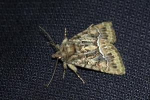 Noctuelle cythérée (La) - Thalpophila matura © Marc Corail - Parc national des Ecrins