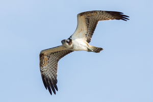 Balbuzard pêcheur - Pandion haliaetus © Pascal Saulay - Parc national des Ecrins