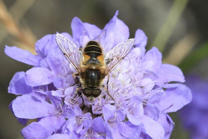 Eristalis horticola © Marc Corail - Parc national des Ecrins
