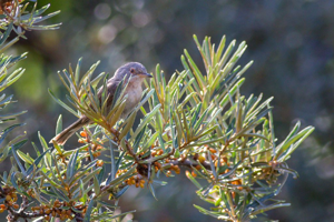 Fauvette passerinette - Sylvia cantillans © Pascal Saulay - Parc national des Ecrins