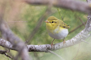 Pouillot siffleur - Phylloscopus sibilatrix © Pascal Saulay - Parc national des Ecrins