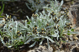 Omalotheca hoppeana © Dominique Vincent - Parc national des Ecrins