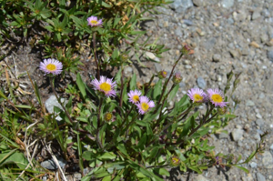 Vergerette des Alpes - Erigeron alpinus © Dominique Vincent - Parc national des Ecrins