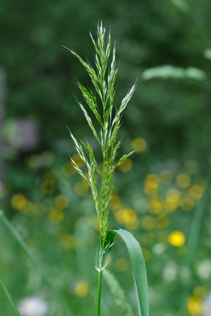 Trisète commune - Trisetum flavescens © Emmanuel Icardo - Parc national des Ecrins
