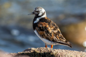 Tournepierre à collier - Arenaria interpres © Pascal Saulay - Parc national des Ecrins