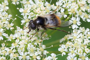 Cheilosia illustrata © Marc Corail - Parc national des Ecrins