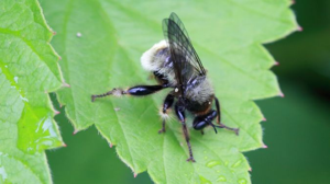 Laphria flava © Marc Corail - Parc national des Ecrins