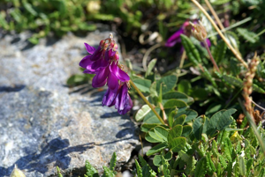 Sainfoin de Briançon - Hedysarum brigantiacum © Cédric Dentant - Parc nationbal des Ecrins