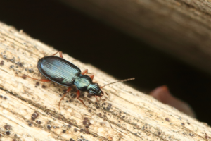 Bembidion decorum © Marc Corail - Parc national des Ecrins