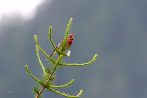 Roselin cramoisi © Pascal Saulay - Parc national des Écrins