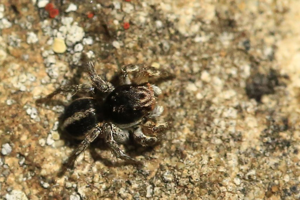 Aelurillus v-insignitus - Saltique marqué © Marc Corail - Parc national des Ecrins
