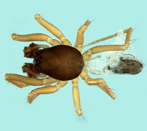 Agyneta alpica mâle © Pierre Oger - Parc national des Ecrins
