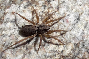 Alopecosa alpicola © Marc Corail - Parc national des Ecrins
